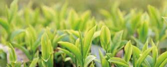 廣西西林京桂古道茶業(yè)公司怎么樣？是國企嗎？和廣西農(nóng)墾集團啥關(guān)系？